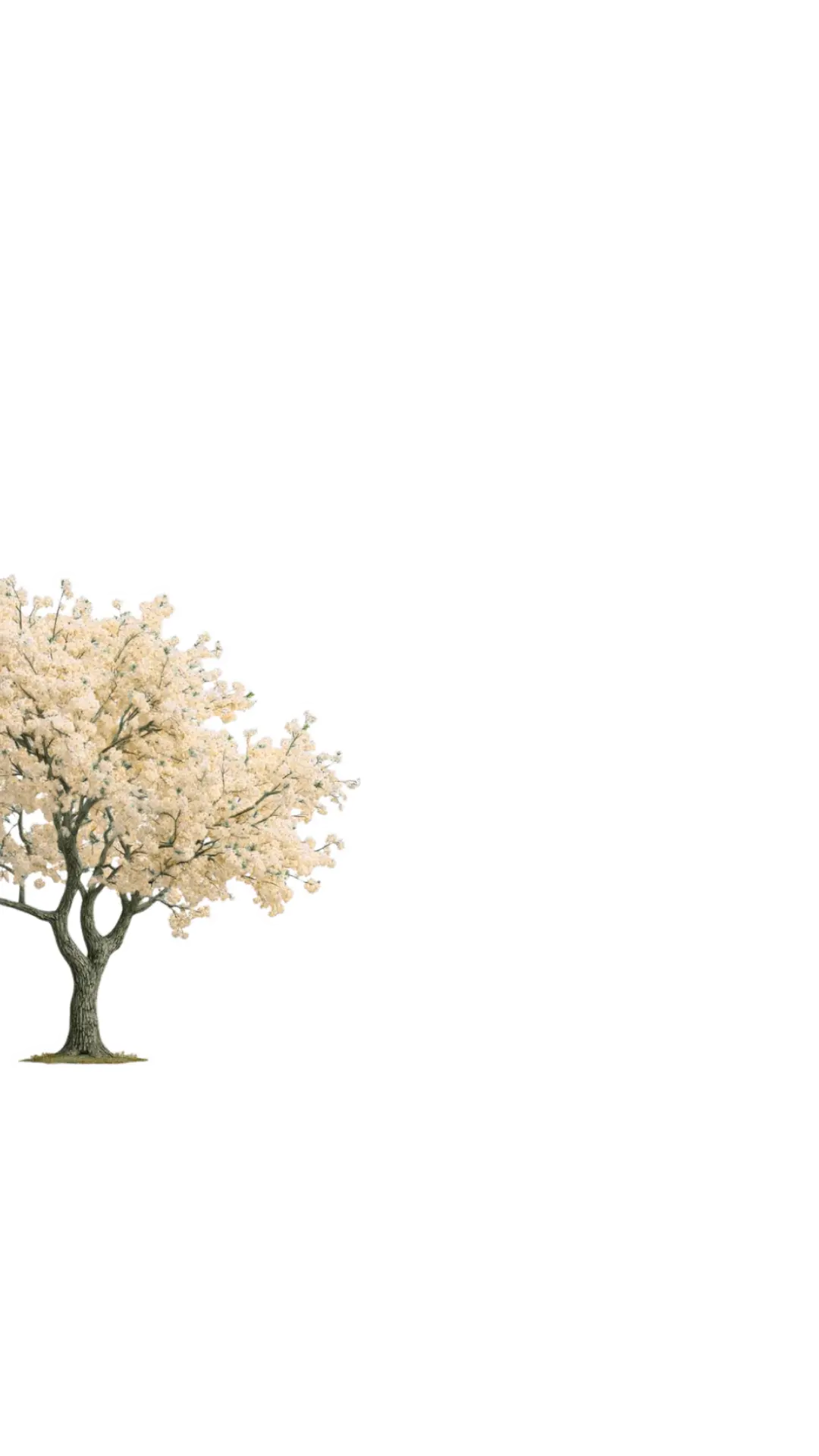 Red Tree 1