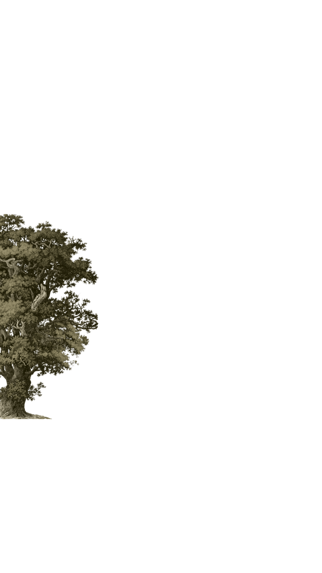 Red Tree 1