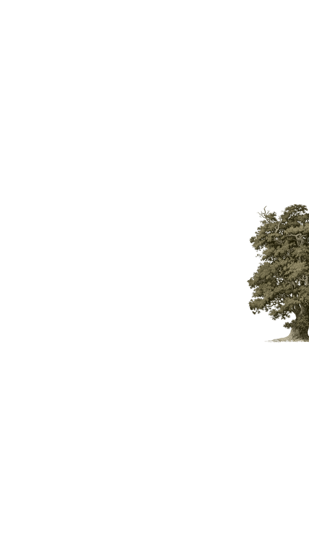 Red Tree 2